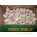 High Quality Normal Fresh Garlic